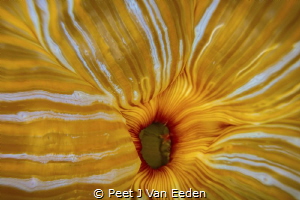 Sea anemone in a contracted state still revealing its beauty by Peet J Van Eeden 
